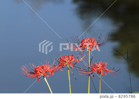 ヒガンバナ ヒガンバナ 8295786