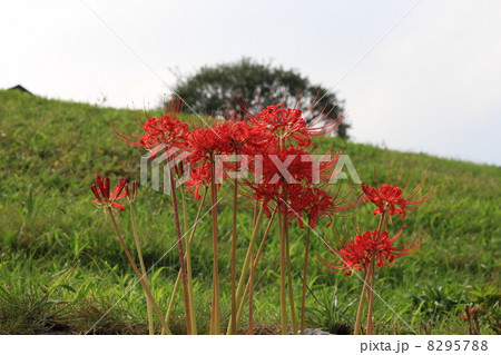 ヒガンバナ 8295788