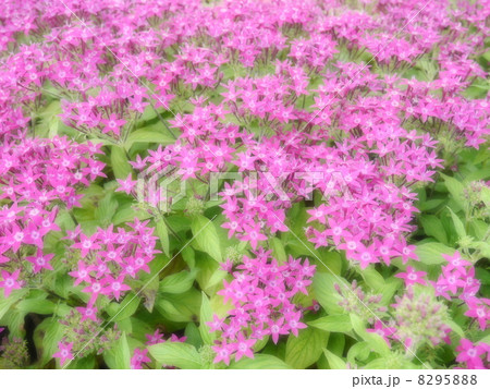 ペンタス 8295888