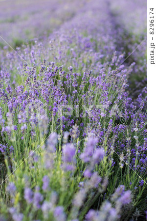 lavander lavander 8296174