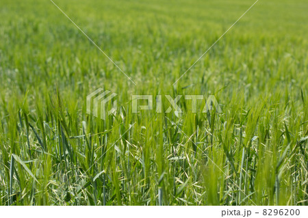grass 8296200