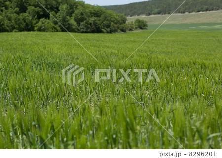 grass 8296201