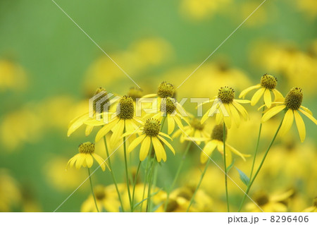 オオハンゴンソウ 8296406