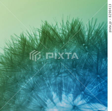 Multicolored dandelion seeds 8296413