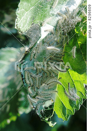 アメリカシロヒトリの大群 アメリカシロヒトリの大群 8296609