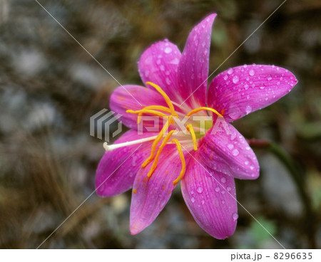 サフランモドキ 8296635