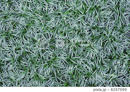 タマリュウの写真素材