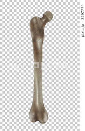 Bone Bone 8297774