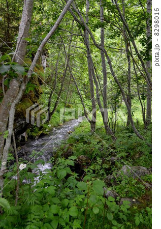 ガイランゲルのＵ字谷の白樺林 8298016