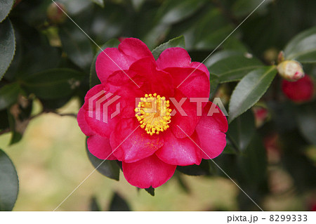 椿の花 8299333