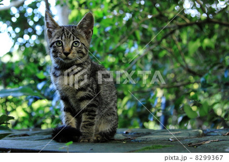 凛と立つ森の子猫 8299367