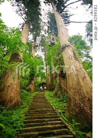 杉並木と参道　羽黒山 8299381