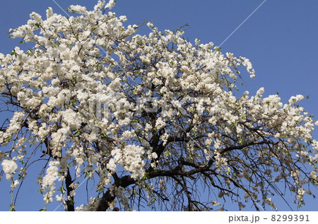 青空に映えるシダレモモ(白):枝垂れ桃 青空に映えるシダレモモ(白):枝垂れ桃 8299391
