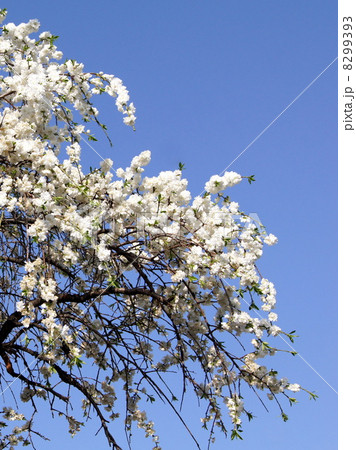 青空に映えるシダレモモ（白）：枝垂れ桃 8299393