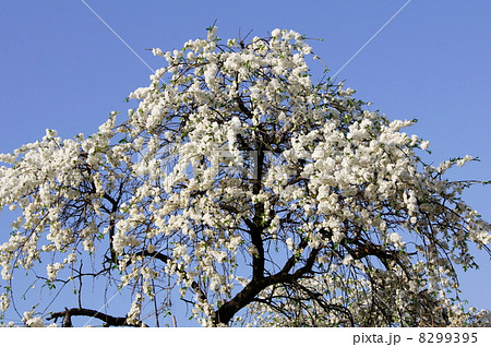 青空に映えるシダレモモ(白):枝垂れ桃 青空に映えるシダレモモ(白):枝垂れ桃 8299395