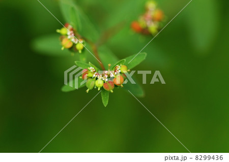 オオニシキソウ 8299436