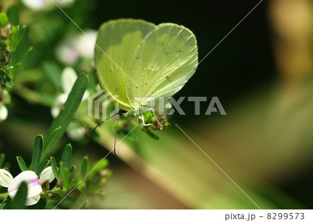 メドハギに産卵するキタキチョウ 8299573