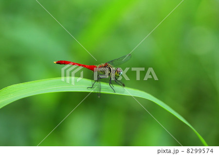 マイコアカネ 8299574