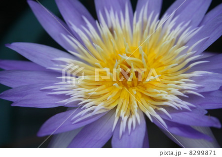 熱帯性睡蓮 8299871