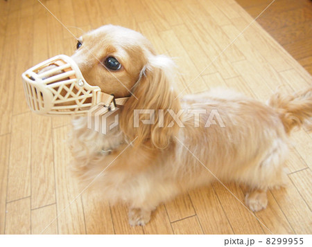 口輪をしたミニチュアダックス 8299955