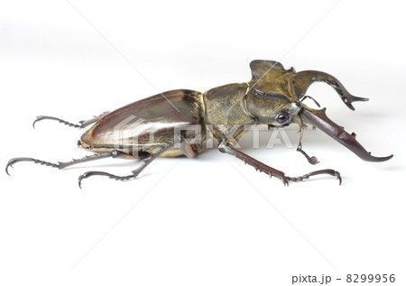 ミヤマクワガタ 8299956