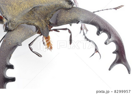 ミヤマクワガタ ミヤマクワガタ 8299957