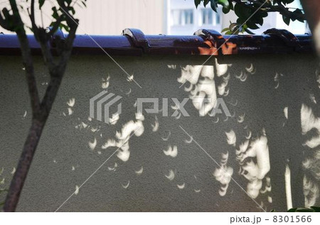 木漏れ日で三日月模様になった日食の影の写真素材