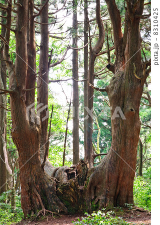 幻想の森 山形県 幻想の森 山形県 8310425