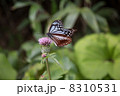 アサギマダラ 8310531