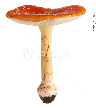 Red Amanita 8310657