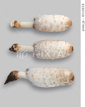 Shaggymane Mushrooms 8310658