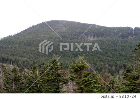 縞枯れ現象 縞枯れ現象 8310724