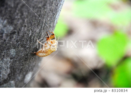 コエゾゼミの抜け殻 8310834