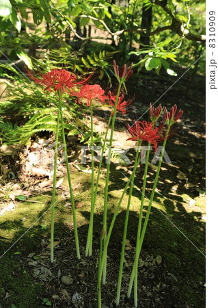 旧古河庭園の赤いヒガンバナの花と蕾 8310909