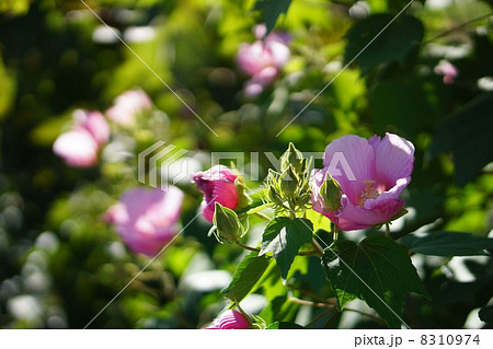 芙蓉の花 8310974