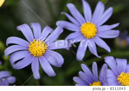 ブルーデージー ブルーデージー 8311043