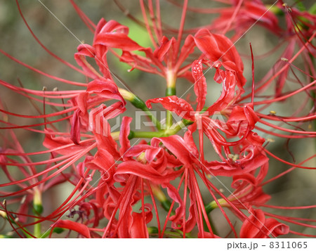 ヒガンバナ ヒガンバナ 8311065
