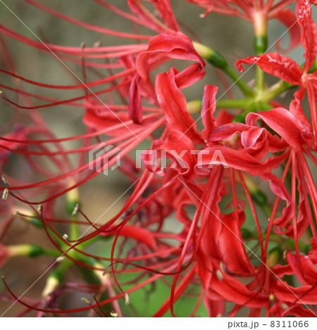 ヒガンバナ ヒガンバナ 8311066
