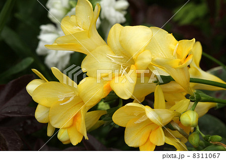 フリージア フリージア 8311067