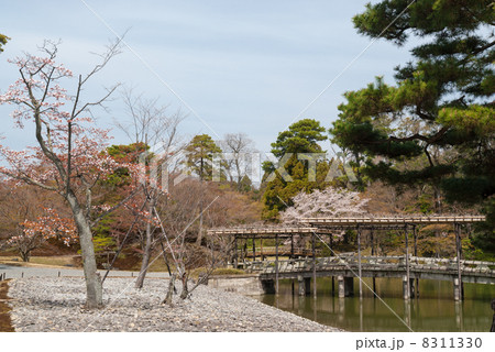 仙洞御所 南池の州浜と八ッ橋 仙洞御所 南池の州浜と八ッ橋 8311330