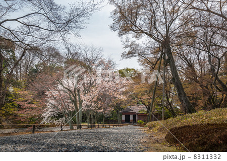 仙洞御所　醒花亭と南池の桜の馬場 8311332