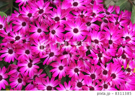 サイネリア 8311385