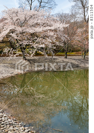 仙洞御所　南池の州浜と桜の馬場 8311504