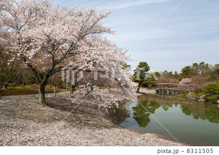 仙洞御所　南池の州浜と桜の馬場 8311505