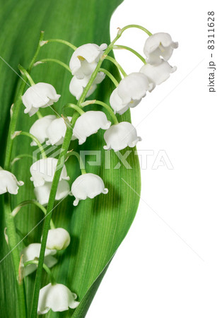 Spring flowers 8311628