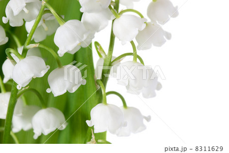 Spring flowers 8311629