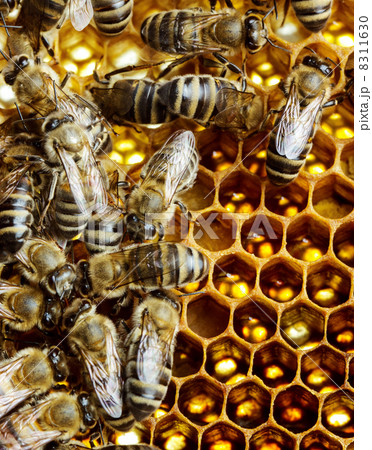 Working bees on honeycomb 8311630