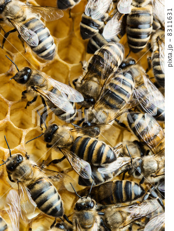 Working bees on honeycomb 8311631