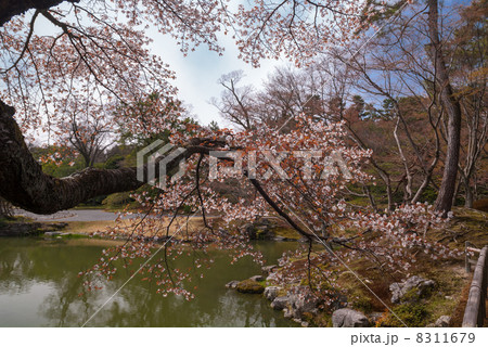 仙洞御所　南池の桜 8311679
