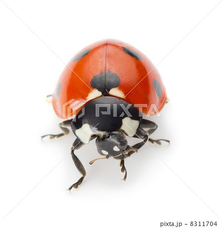 Ladybug 8311704